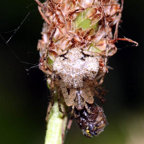 Mimetus laevigatus