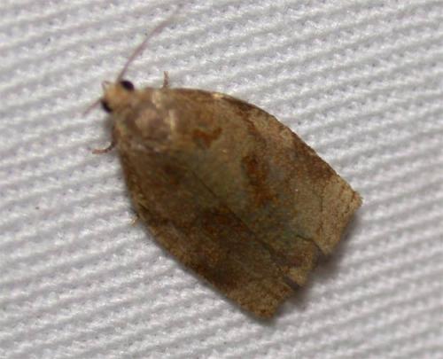 Réf. 35 799 : Archips rosana