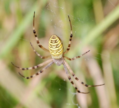Réf. 35 496 : Argiope bruennichi
