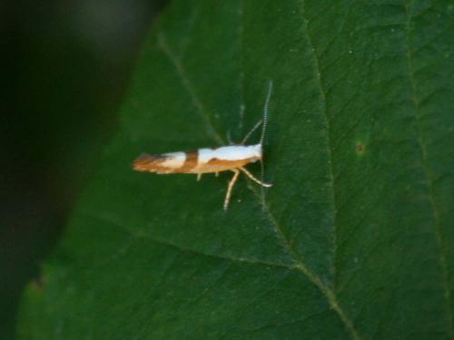 Argyresthia sp.
