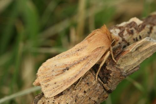 Globia sparganii