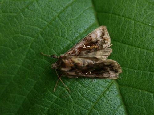 Réf. 35 447 : Autographa pulchrina