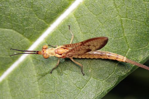 Ephemera glaucops