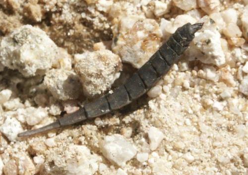 Réf. 35 353 : Stratiomys sp.