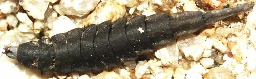 Réf. 35 354 : Stratiomys sp.