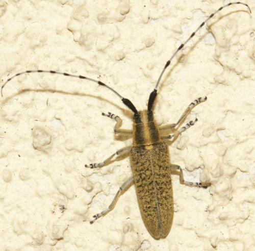 Agapanthia villosoviridescens
