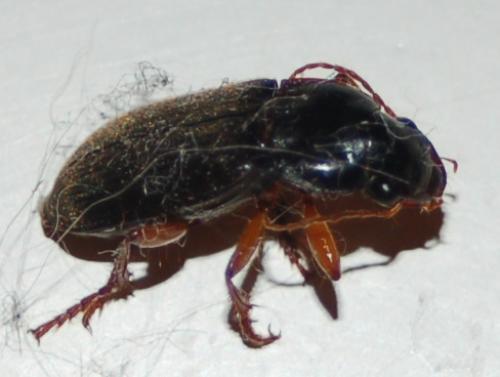 Réf. 35 431 : Pseudoophonus rufipes