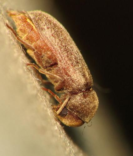 Réf. 35 139 : Oligomerus ptilinoides