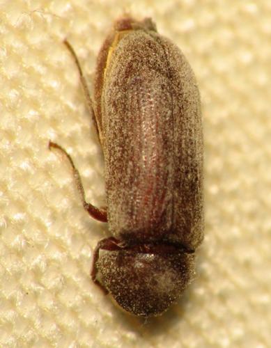 Oligomerus ptilinoides
