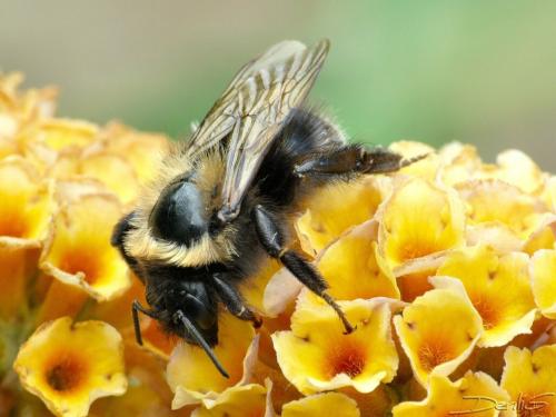 Réf. 35 088 : Bombus sp.