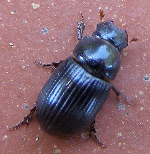 Ammoecius elevatus