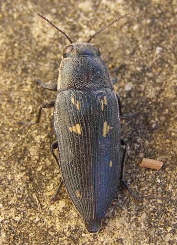 Réf. 35 736 : Buprestis novemmaculata