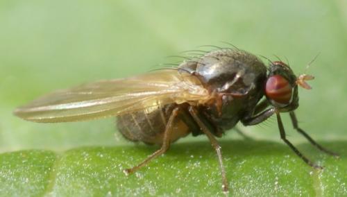 Calliopum sp.