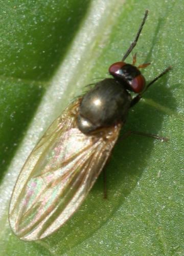 Calliopum sp.