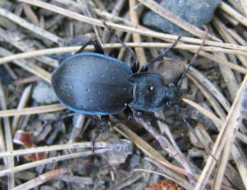 Réf. 35 554 : Carabus hortensis