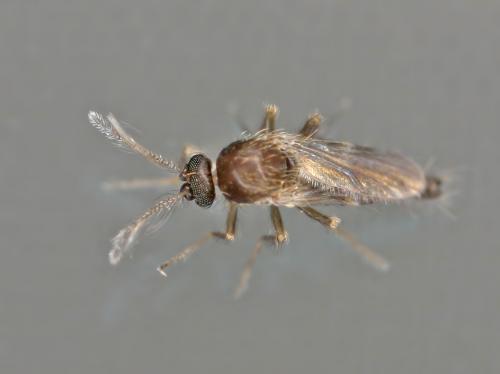 Réf. 35 620 : Forcipomyia sp.