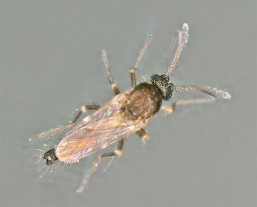 Forcipomyia sp.