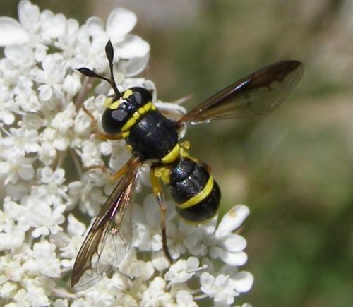Ceriana vespiformis