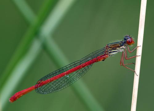 Ceriagrion tenellum