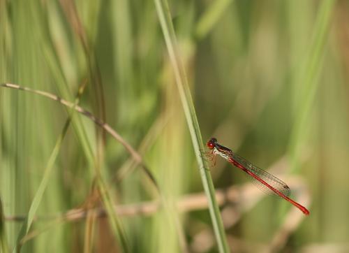 Ceriagrion tenellum