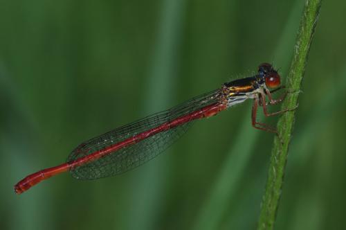 Ceriagrion tenellum