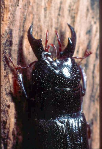 Ceruchus chrysomelinus