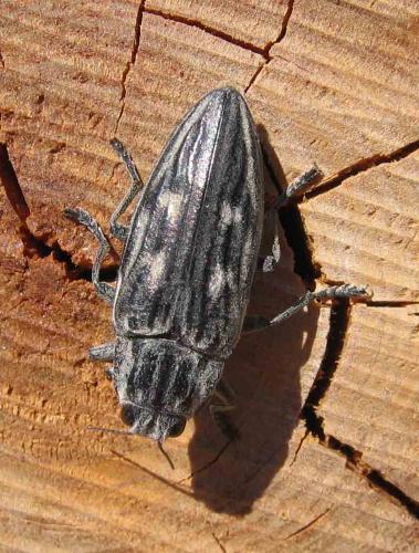 Chalcophora mariana mariana