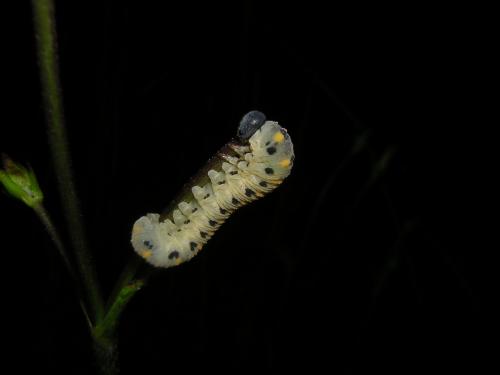 Abia nitens