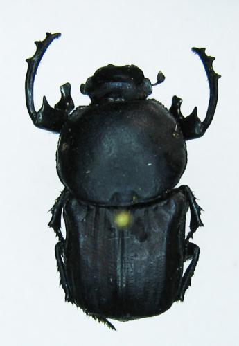 Cheironitis furcifer
