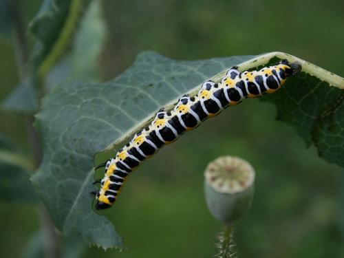 Réf. 35 191 : Cucullia lactucae
