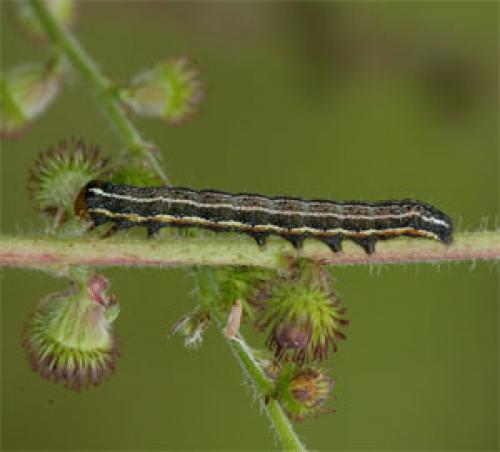Réf. 35 576 : Pyrrhia umbra