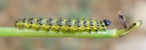 Sitochroa palealis