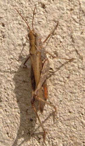 Chorthippus sp.