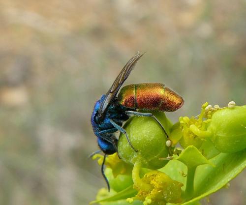 Chrysura sp.