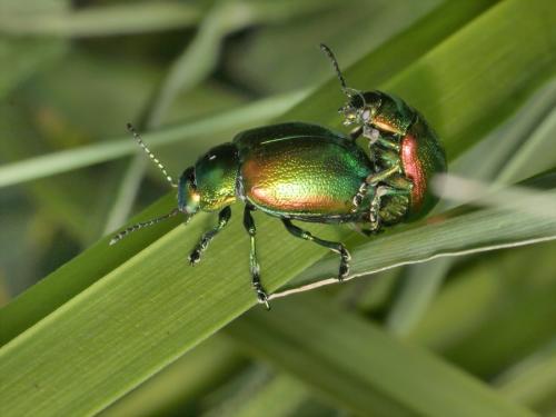 Réf. 35 315 : Chrysolina graminis