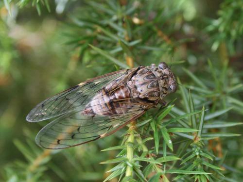 Réf. 35 081 : Cicada orni