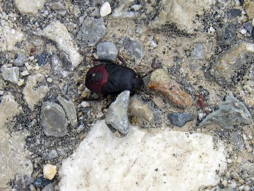 Cydnus aterrimus