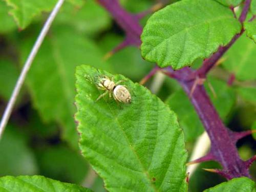 Heliophanus sp.