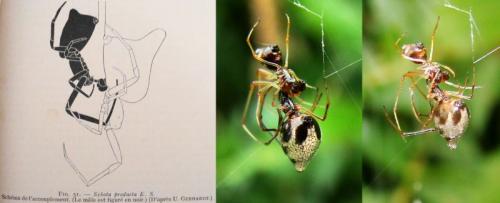 Argyrodes argyrodes