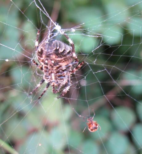 Réf. 35 780 : Argyrodes argyrodes