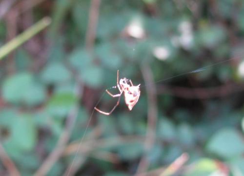 Argyrodes argyrodes