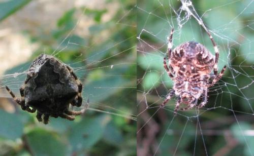 Araneus angulatus