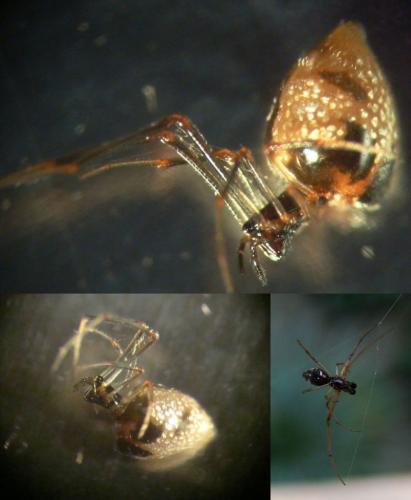 Argyrodes argyrodes