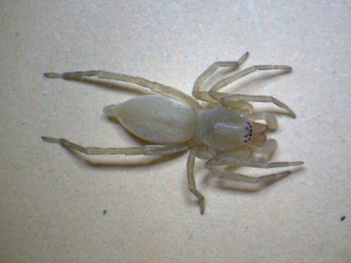 Réf. 35 965 : Clubiona sp.