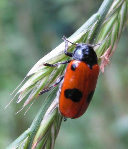 Clytra sp.