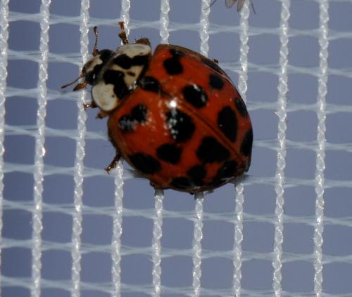 Harmonia axyridis