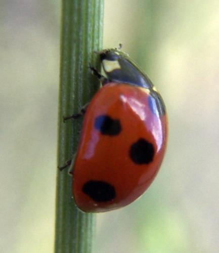 Réf. 35 424 : Coccinella algerica