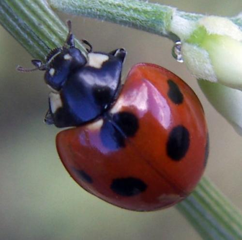 Réf. 35 425 : Coccinella algerica