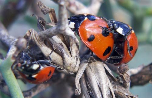Réf. 35 426 : Coccinella algerica