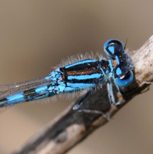 Réf. 35 383 : Coenagrion caerulescens